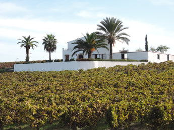 Wenn es Herbst wird in den Weinbergen von Jerez